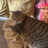cat, tabby_cat, blanket, couch, pillow, indoor, relaxed, feline, pet, striped, cozy, resting, soft_texture, home, comfort, animal, fur, whiskers, sleepy, living_room