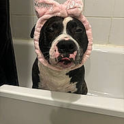 Julius participe au concours pour gagner de l'argent avec cette photo : dog, bathtub, pink_headband, bow, black_and_white, pet, bathroom, tiled_wall, sitting, cute, funny_expression, indoor, animal, headgear, muzzle, fur, portrait, looking_at_camera, domestic_animal, closeup
