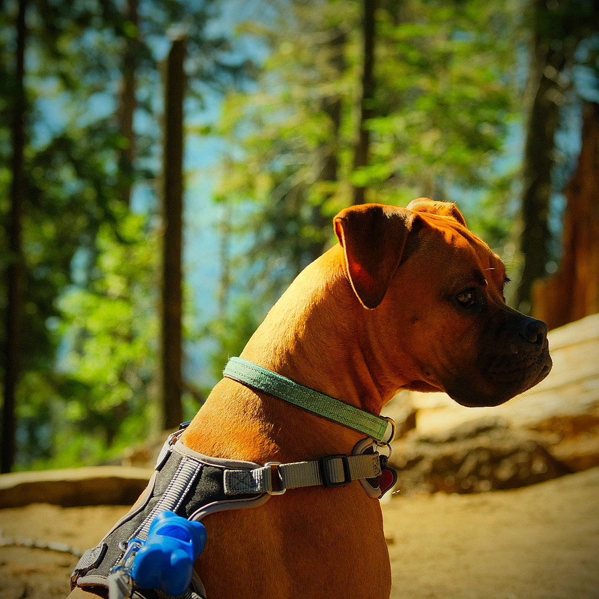 Ella joined the competition — help win amazing prizes! american_staffordshire_terrier, canidae, carnivore, collar, dog, dog_breed, dog_collar, fawn, mammal, non_sporting_group, snout, sporting_group