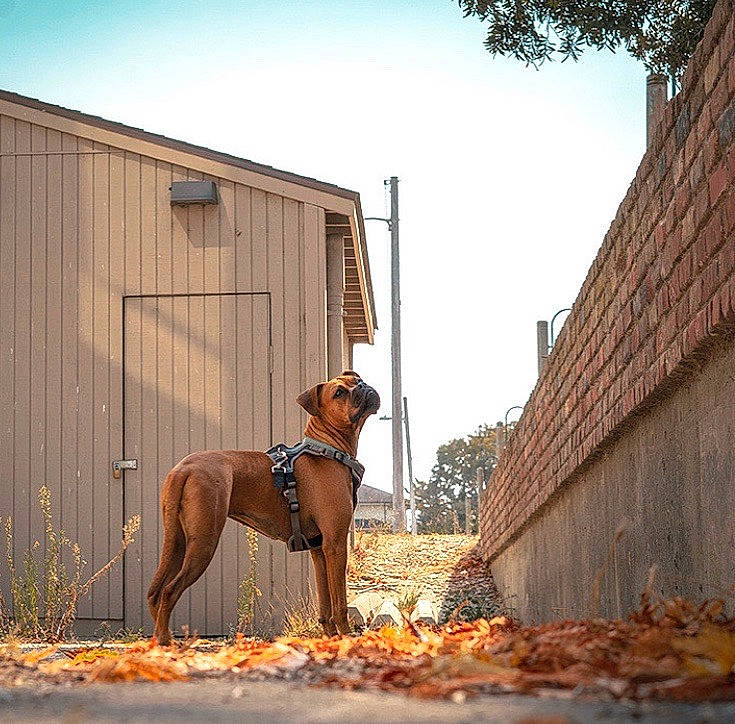 Ella joined the competition — help win amazing prizes! brown, canidae, carnivore, dog, dog_breed, fawn, fence, guard_dog, leash, rhodesian_ridgeback, sporting_group, vizsla