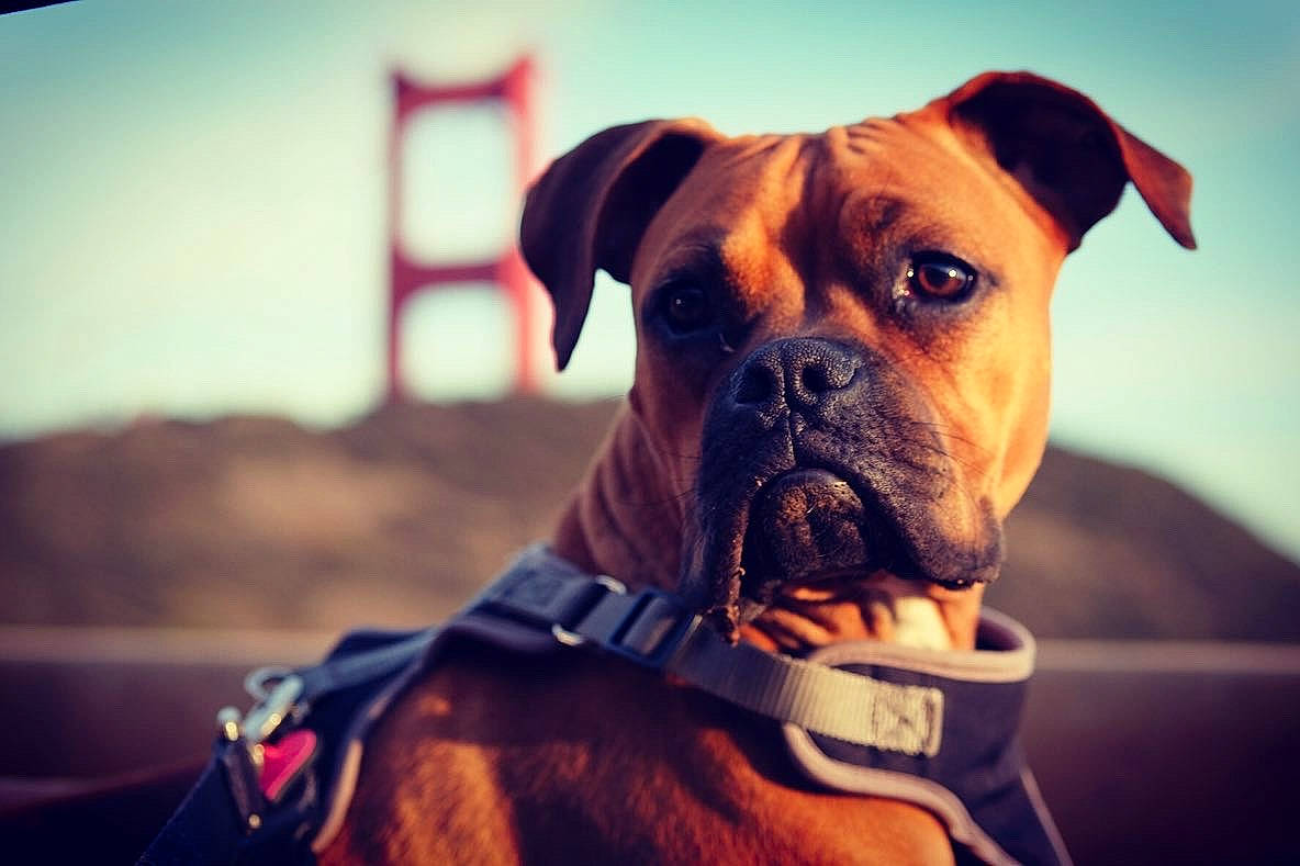 Ella joined the competition — help win amazing prizes! boxer, bullmastiff, canidae, carnivore, companion_dog, dog, dog_breed, dog_collar, fawn, mammal, puppy, sky, snout, sporting_group, working_dog
