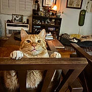 Roman joined the competition — help win amazing prizes! cat, orange_tabby, wooden_chair, indoor, curious, wide_eyes, furniture, decor, books, lamp, cushion, second_cat, living_room, wood_floor, shelf, picture_frame, pickle_wall_hanging, cozy, pet, relaxed