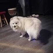 Atlas a rejoint le concours — aidez-le/la à gagner de superbes lots ! dog, white, fluffy, indoor, wooden_floor, shadow, pet, animal, stool, drum, furniture, flooring, household, domestic, standing, mouth, object, dim_light, room, companion