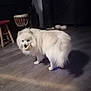 dog, white, fluffy, indoor, wooden_floor, shadow, pet, animal, stool, drum, furniture, flooring, household, domestic, standing, mouth, object, dim_light, room, companion