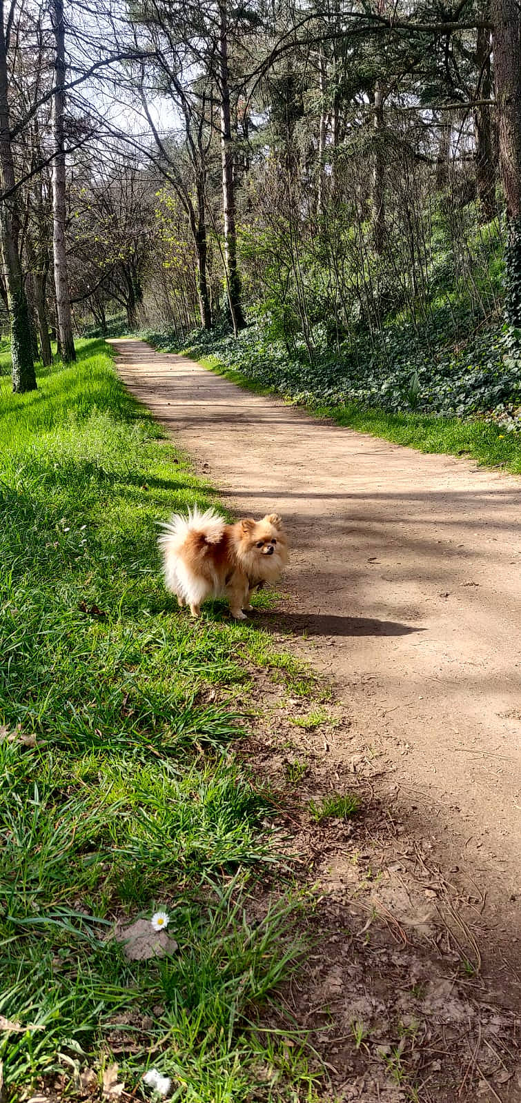 Athéna a rejoint le concours — aidez-le/la à gagner de superbes lots ! asphalt, carnivore, companion_dog, dog, dog_breed, fawn, german_spitz, german_spitz_klein, german_spitz_mittel, grass, plant, pomeranian, road, road_surface, spitz, sporting_group, tail, toy_dog, tree, wood