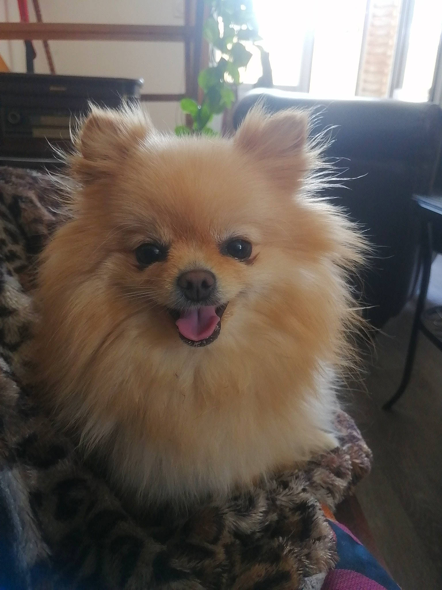 Athéna participe au concours pour gagner de l'argent avec cette photo : canidae, carnivore, chair, companion_dog, dog, dog_breed, eye, fawn, fur, german_spitz, german_spitz_klein, german_spitz_mittel, smile, snout, spitz, sporting_group, toy_dog, volpino_italiano, whiskers, working_animal