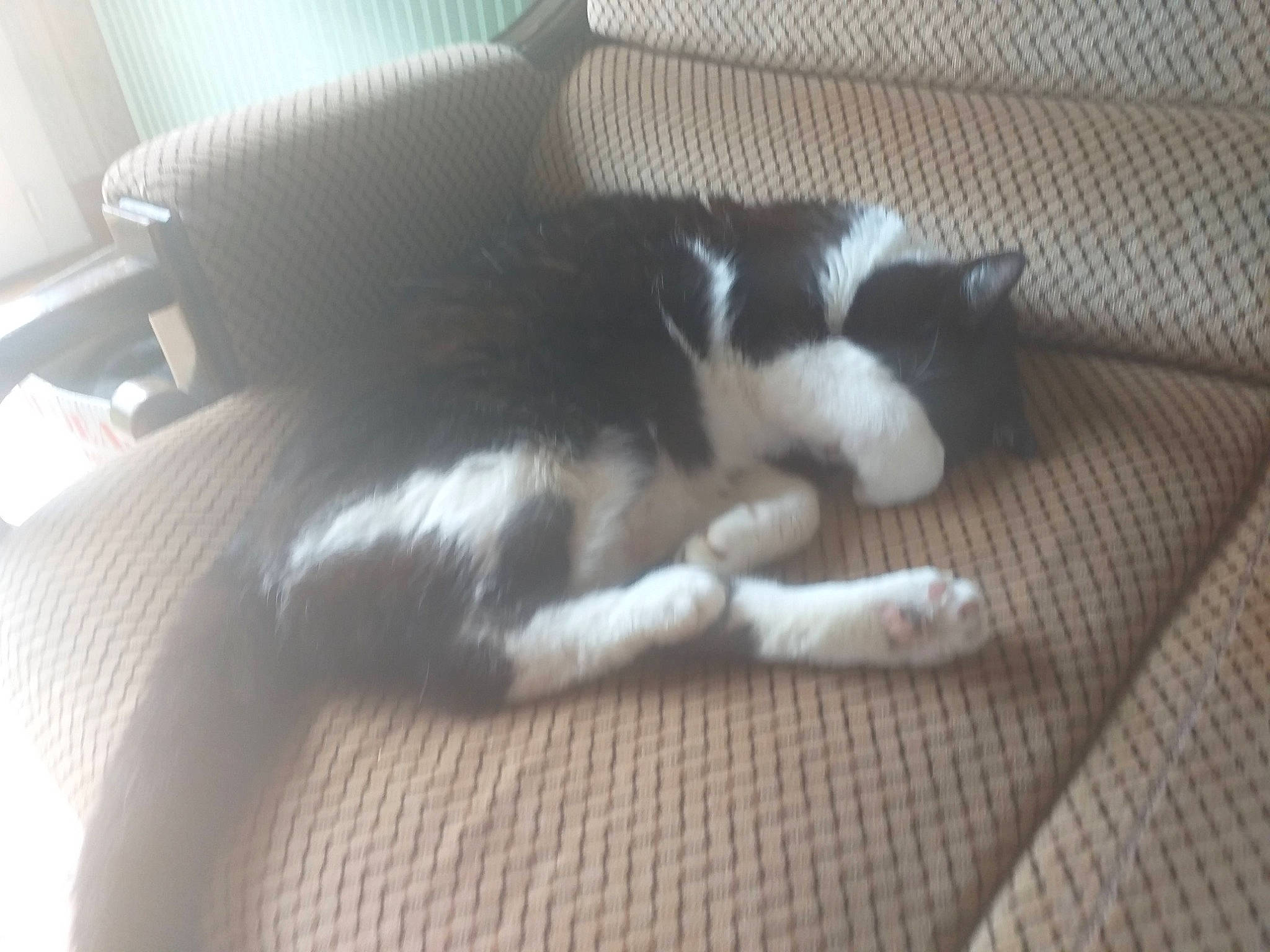 Atchoum participe au concours pour gagner de l'argent avec cette photo : black, carnivore, cat, comfort, felidae, fur, nap, paw, small_to_medium_sized_cats, snout, style, tail, terrestrial_animal, vertebrate, whiskers