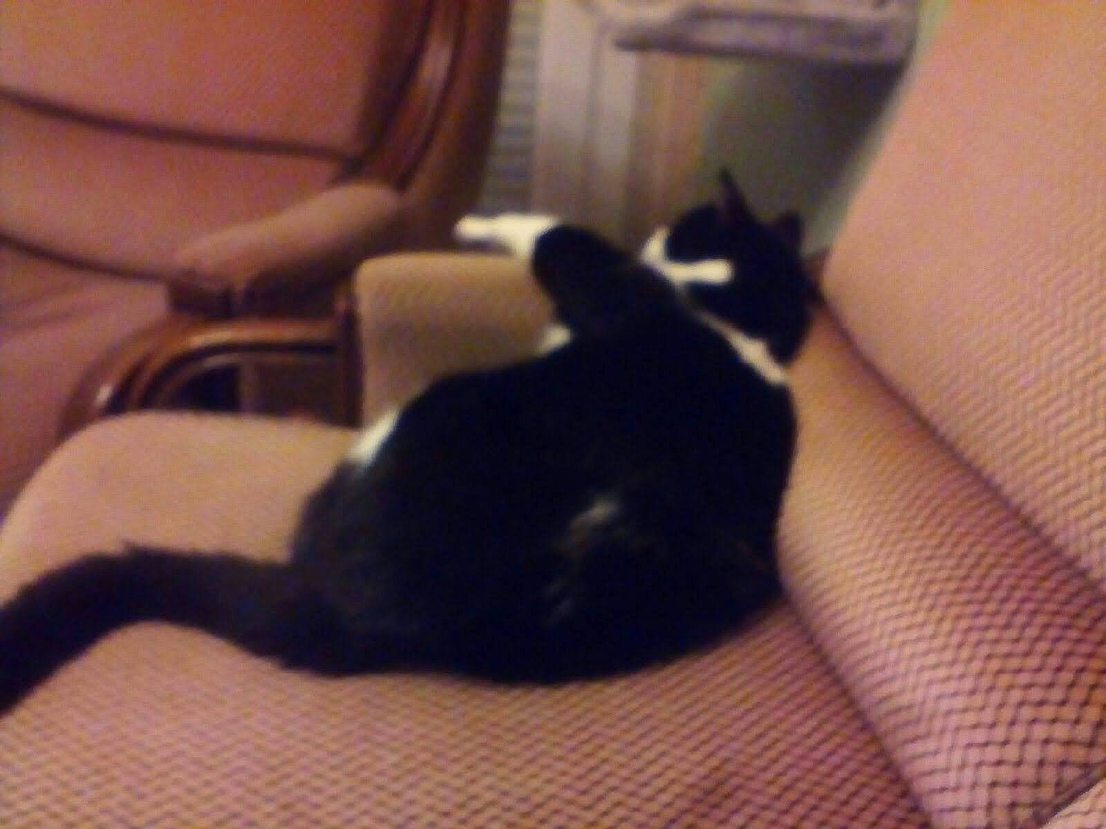 Atchoum a rejoint le concours — aidez-le/la à gagner de superbes lots ! black, black_cat, carnivore, cat, comfort, felidae, fur, leather, linens, living_room, small_to_medium_sized_cats, tail, vertebrate, whiskers