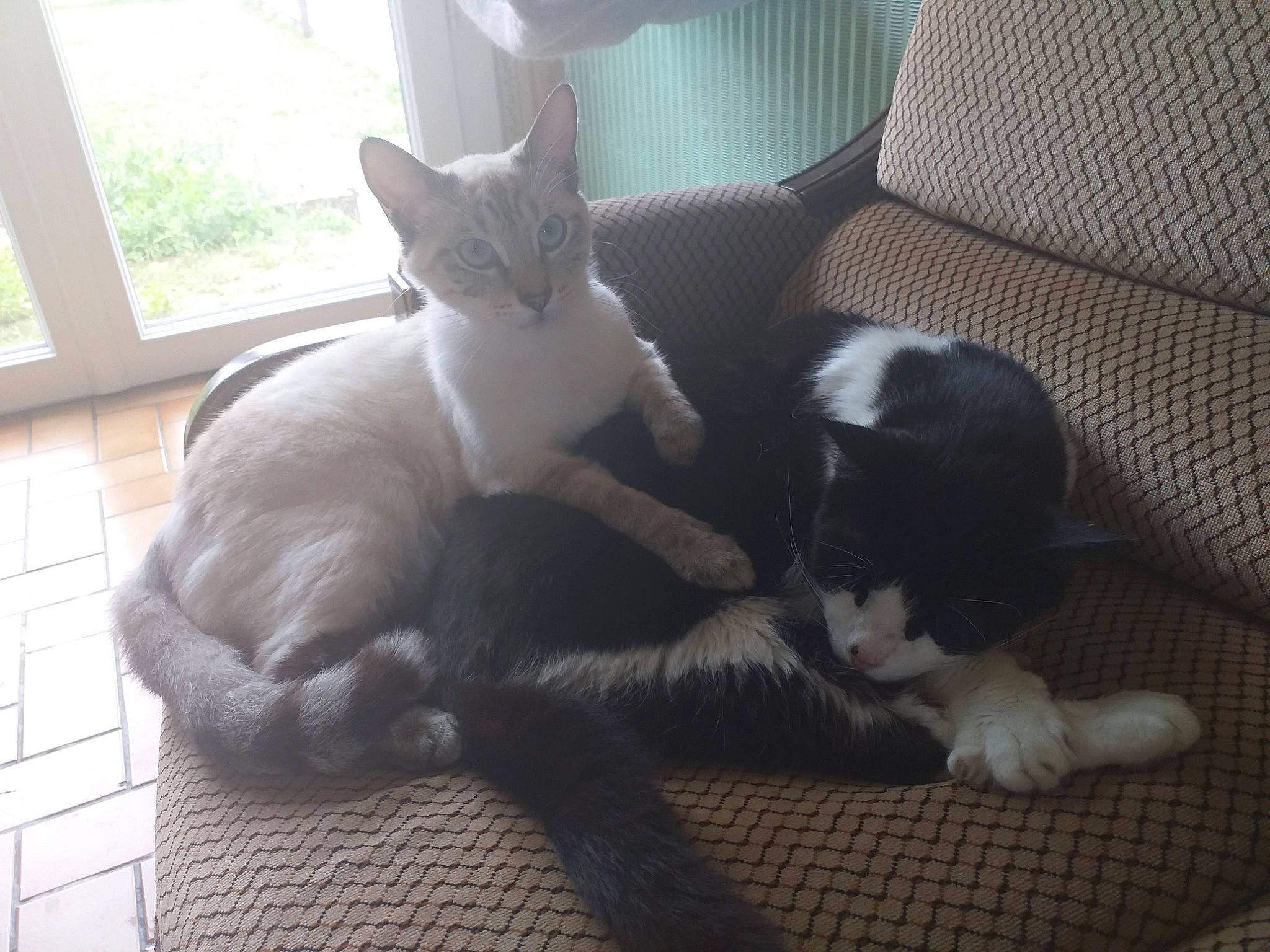 Atchoum a rejoint le concours — aidez-le/la à gagner de superbes lots ! armrest, carnivore, cat, claw, comfort, daylighting, domestic_short_haired_cat, felidae, fur, mammal, paw, slipcover, small_to_medium_sized_cats, tail, tile, vertebrate, whiskers, window_covering, window_treatment