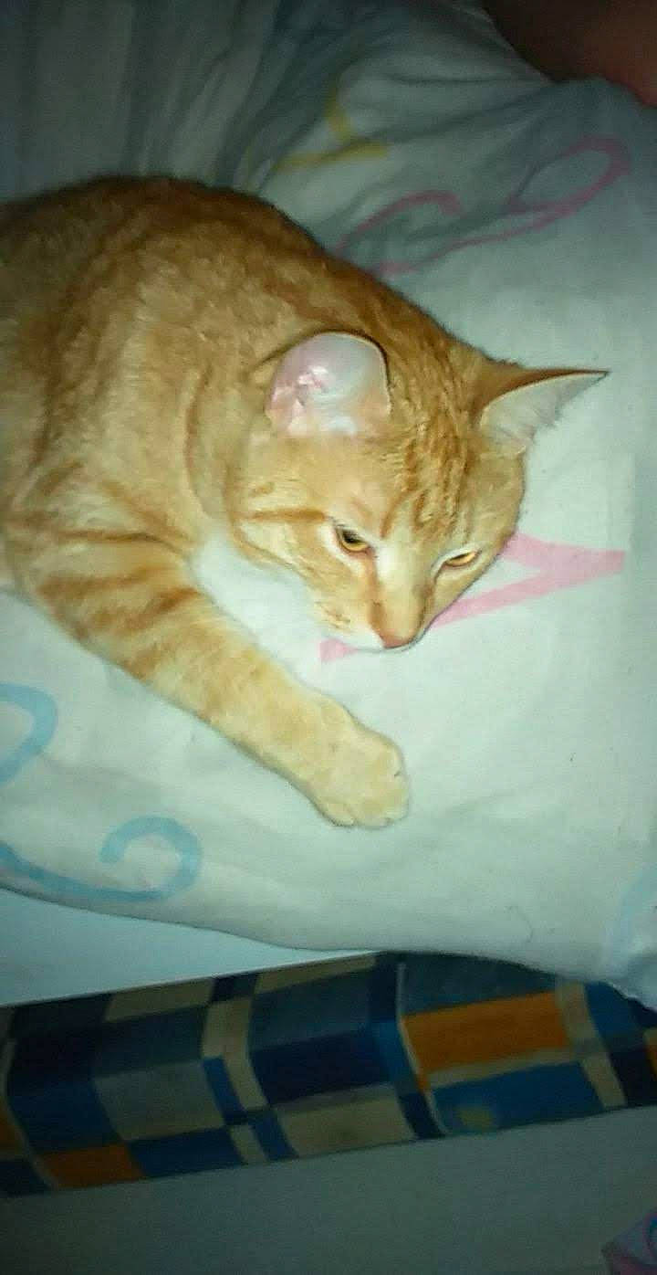 Alvin participe au concours pour gagner de l'argent avec cette photo : aqua, carnivore, cat, domestic_short_haired_cat, fawn, felidae, fur, linens, small_to_medium_sized_cats, snout, tabby_cat, tail, vertebrate, whiskers