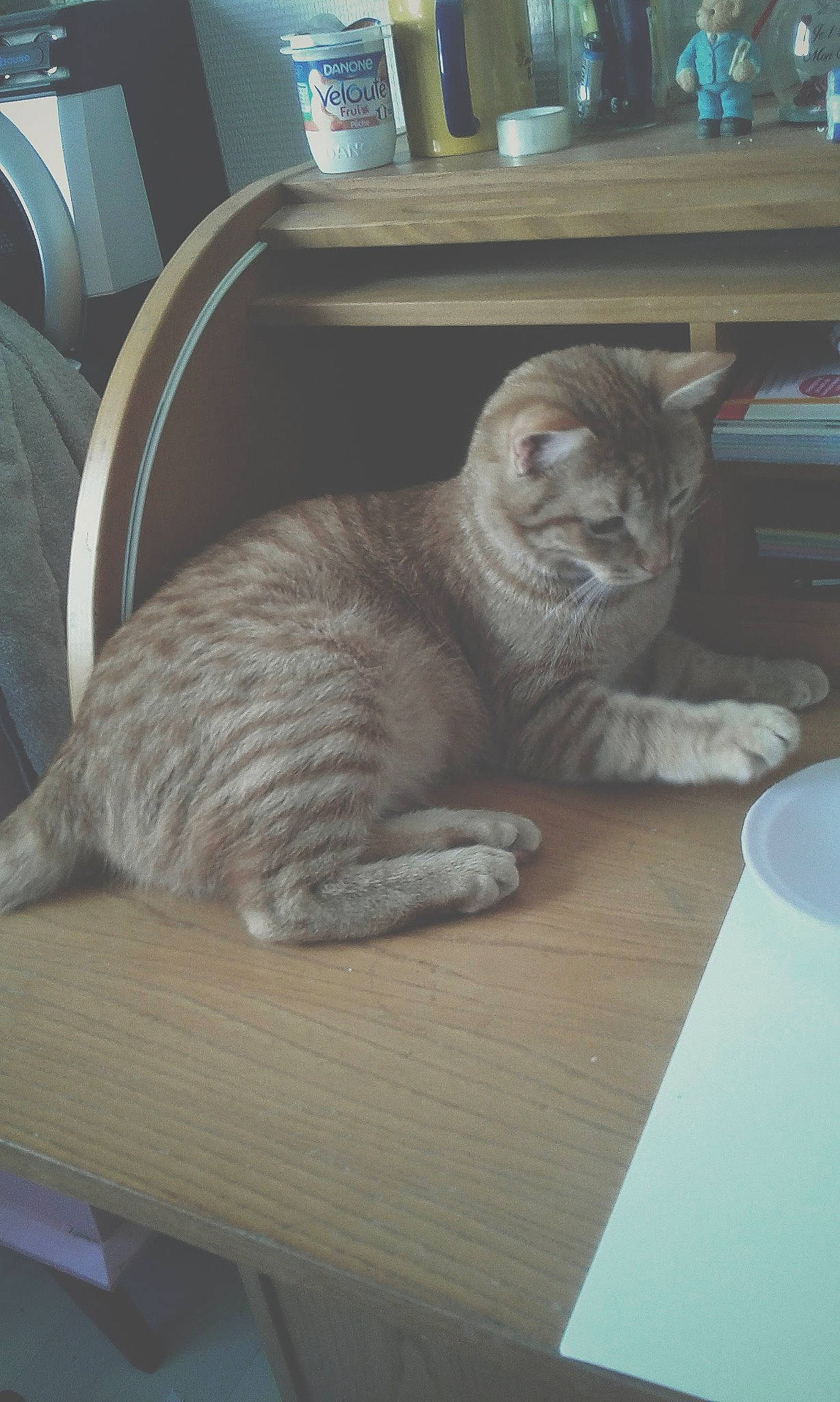 Alvin participe au concours pour gagner de l'argent avec cette photo : carnivore, cat, ceramic, domestic_short_haired_cat, felidae, fur, porcelain, small_to_medium_sized_cats, tabby_cat, tail, vertebrate, whiskers