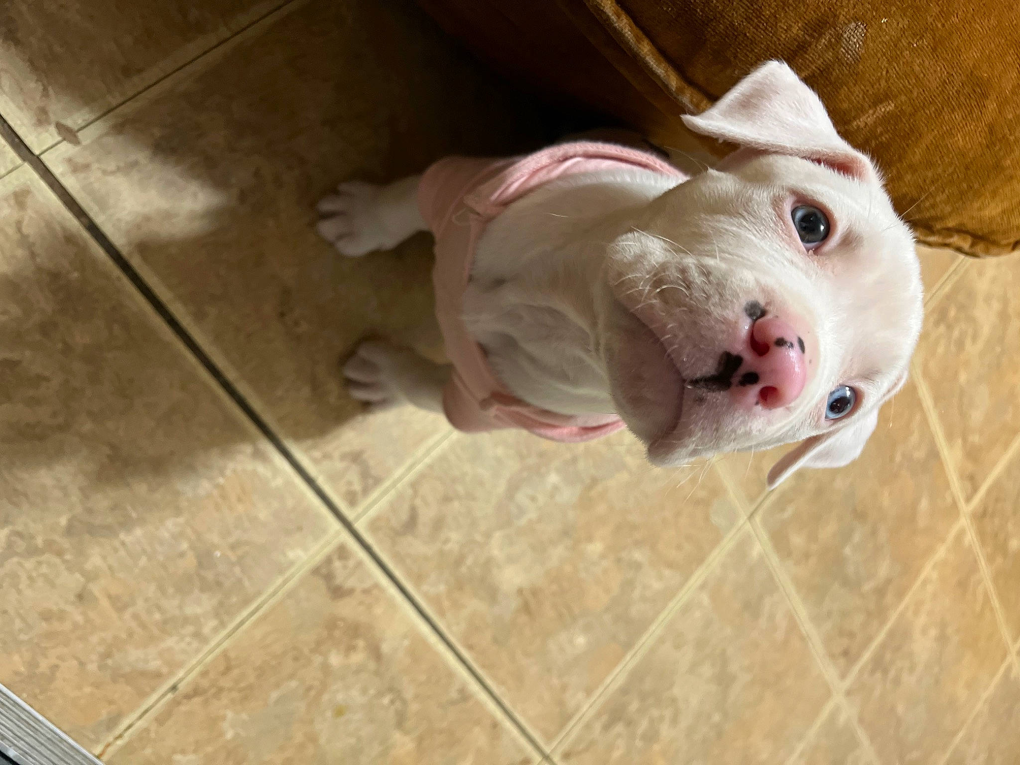 Athena is registered to the contest to win money with this photo: canidae, carnivore, companion_dog, dog, dog_breed, dog_supply, fawn, floor, flooring, fur, hardwood, pet_supply, snout, sporting_group, tail, tile_flooring, toy, whiskers, wood, working_animal