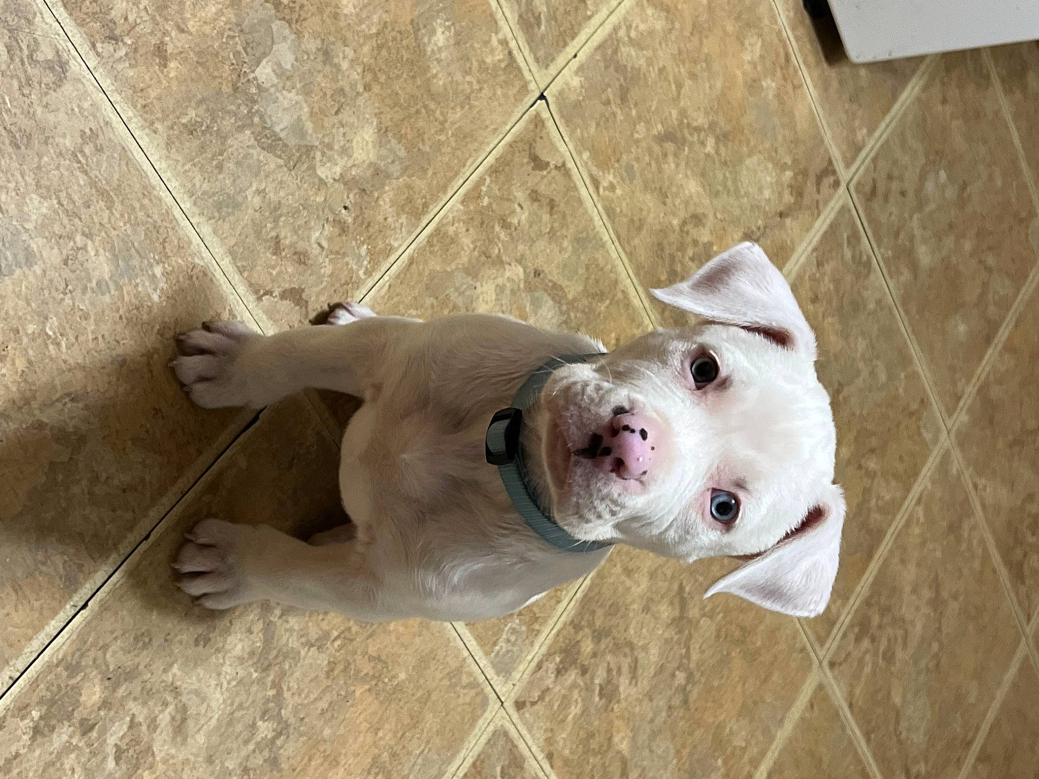 Athena is registered to the contest to win money with this photo: canidae, carnivore, collar, companion_dog, dog, dog_breed, dog_collar, dog_supply, fawn, flooring, leash, non_sporting_group, pet_supply, sporting_group, tail, terrestrial_animal, whiskers, wood, working_animal, wrinkle