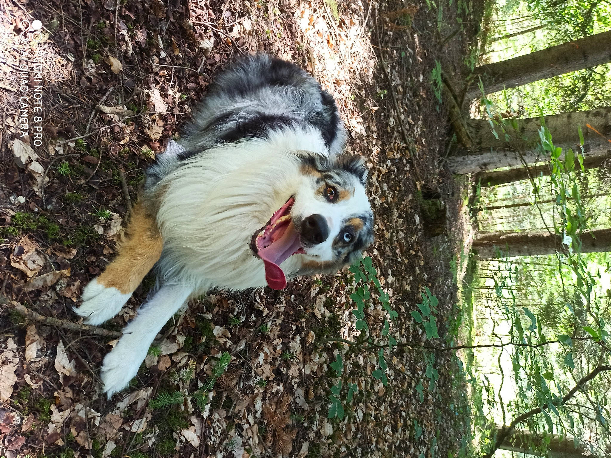 Leïko a rejoint le concours — aidez-le/la à gagner de superbes lots ! canidae, carnivore, companion_dog, dog, dog_breed, dog_supply, fawn, fence, fur, grass, plant, primate, snout, sporting_group, terrestrial_animal, toy_dog, tree, trunk, whiskers, wood