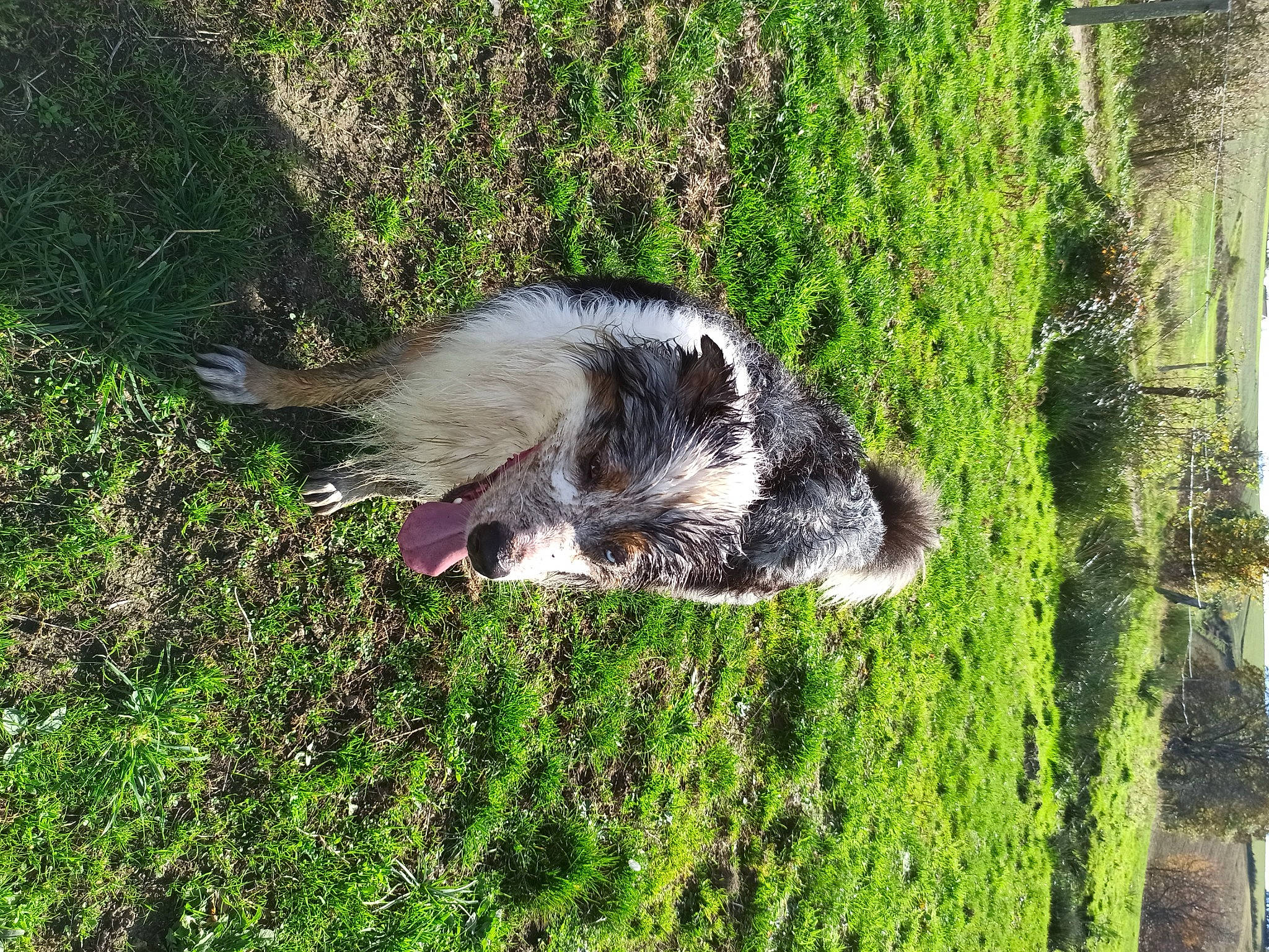 Leïko participe au concours pour gagner de l'argent avec cette photo : australian_cattle_dog, canidae, carnivore, companion_dog, dog, dog_breed, grass, grass_family, groundcover, herding_dog, plant, shrub, snout, sporting_group, tail, trunk, whiskers, wood, working_dog