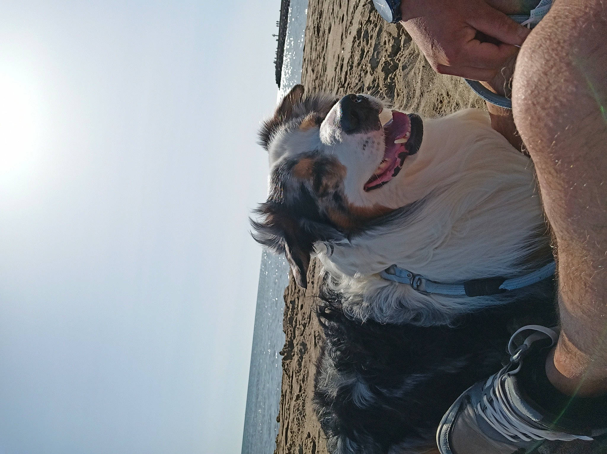 Leïko a rejoint le concours — aidez-le/la à gagner de superbes lots ! adventure, carnivore, cloud, companion_dog, dog, dog_breed, dog_hiking, elbow, eyewear, fawn, happy, human_leg, leisure, recreation, sitting, sky, smile, sporting_group, sunglasses, tree