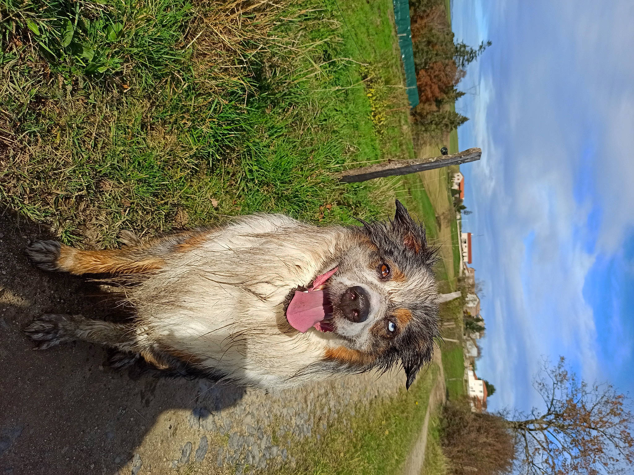 Leïko participe au concours pour gagner de l'argent avec cette photo : canidae, carnivore, cloud, dog, dog_breed, fawn, fur, grass, plant, sky, snout, sporting_group, tail, tree, trunk, virginia_opossum, whiskers, wildlife