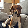Tokya a rejoint le concours — aidez-le/la à gagner de superbes lots ! beagle, puppy, dog, indoor, couch, gray_couch, pet, animal, flower_vase, framed_photos, window, wall, furniture, young_dog, cute, sitting, cozy, domestic, portrait, living_room