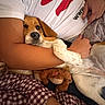 Tokya participe au concours pour gagner de l'argent avec cette photo : dog, puppy, beagle, person, arm, white_tshirt, stuffed_toy, plaid_blanket, indoor, cuddle, resting, pet, close_up, comfort, casual_clothing, relaxation, brown_fur, white_fur, hand, cozy