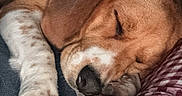Tokya a rejoint le concours — aidez-le/la à gagner de superbes lots ! puppy, sleeping, dog, paw, cozy, resting, indoor, checkered, fabric, brown, white, cute, pet, animal, comfort, relaxation, closeup, fur, napping, warm