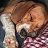 puppy, sleeping, dog, paw, cozy, resting, indoor, checkered, fabric, brown, white, cute, pet, animal, comfort, relaxation, closeup, fur, napping, warm