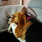 Tokya participe au concours pour gagner de l'argent avec cette photo : dog, beagle, sleeping, couch, indoor, pet, relaxing, fur, paw, collar, brown, black, white, cozy, resting, animal, domestic, house, comfort, closeup