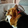 dog, beagle, sleeping, couch, indoor, pet, relaxing, fur, paw, collar, brown, black, white, cozy, resting, animal, domestic, house, comfort, closeup