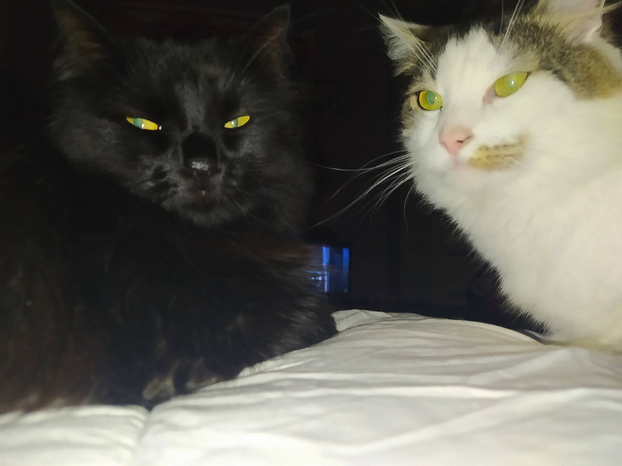 Clochette a rejoint le concours — aidez-le/la à gagner de superbes lots ! black_cat, bombay, carnivore, cat, claw, comfort, domestic_short_haired_cat, felidae, fur, grey, iris, paw, small_to_medium_sized_cats, snout, tail, whiskers, window