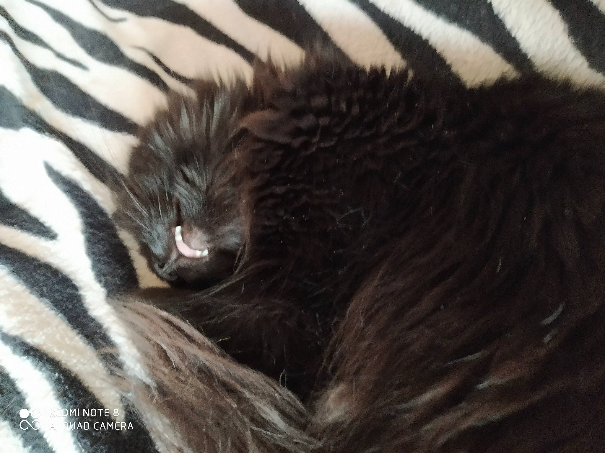 Clochette a rejoint le concours — aidez-le/la à gagner de superbes lots ! big_cats, canidae, carnivore, cat, claw, comfort, dog_breed, domestic_short_haired_cat, feather, felidae, fur, grey, paw, small_to_medium_sized_cats, snout, sporting_group, tail, terrestrial_animal, whiskers, wing