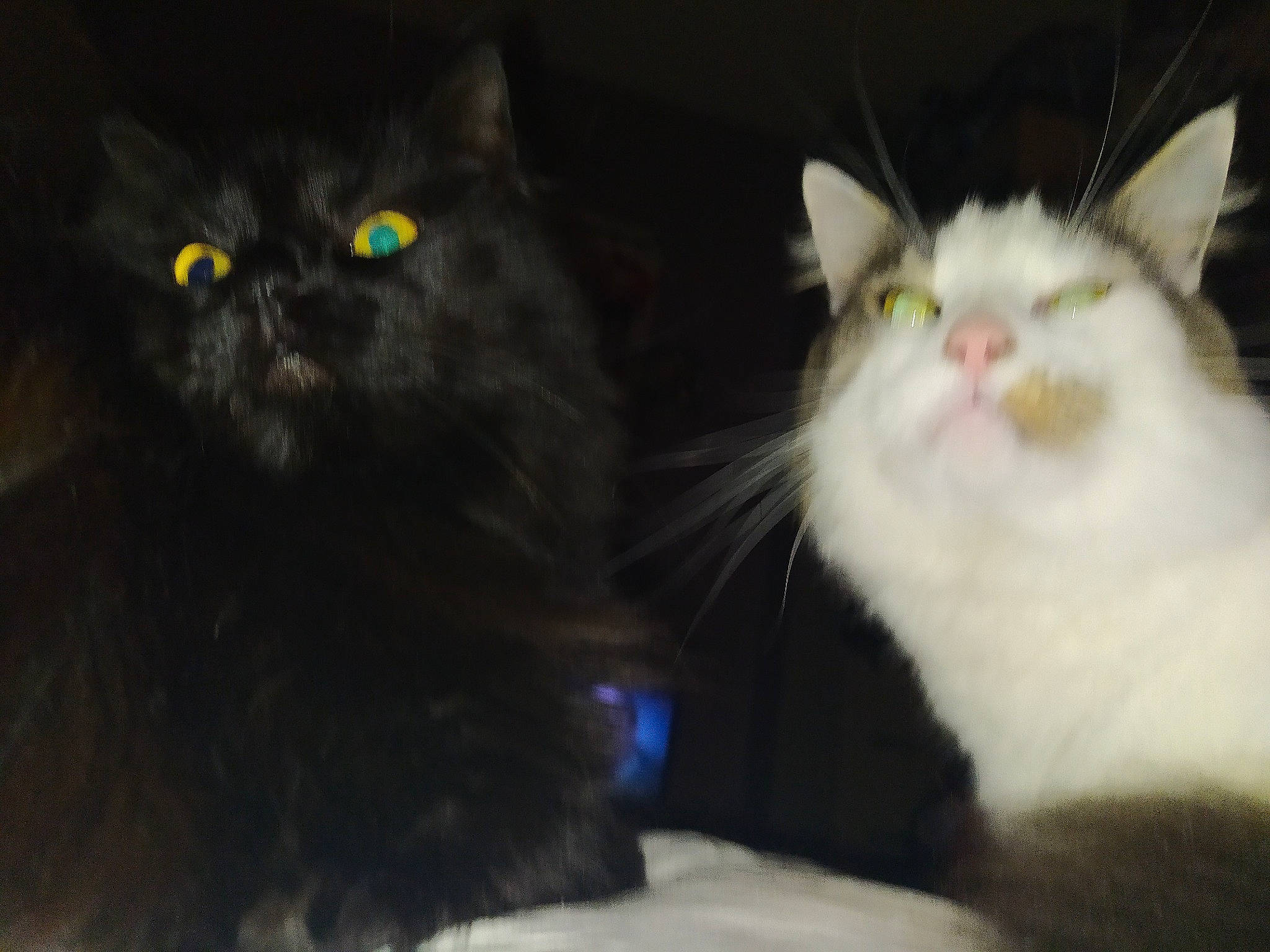 Clochette participe au concours pour gagner de l'argent avec cette photo : carnivore, cat, claw, domestic_short_haired_cat, eye, felidae, fur, mammal, paw, small_to_medium_sized_cats, snout, tail, terrestrial_animal, vertebrate, whiskers, window