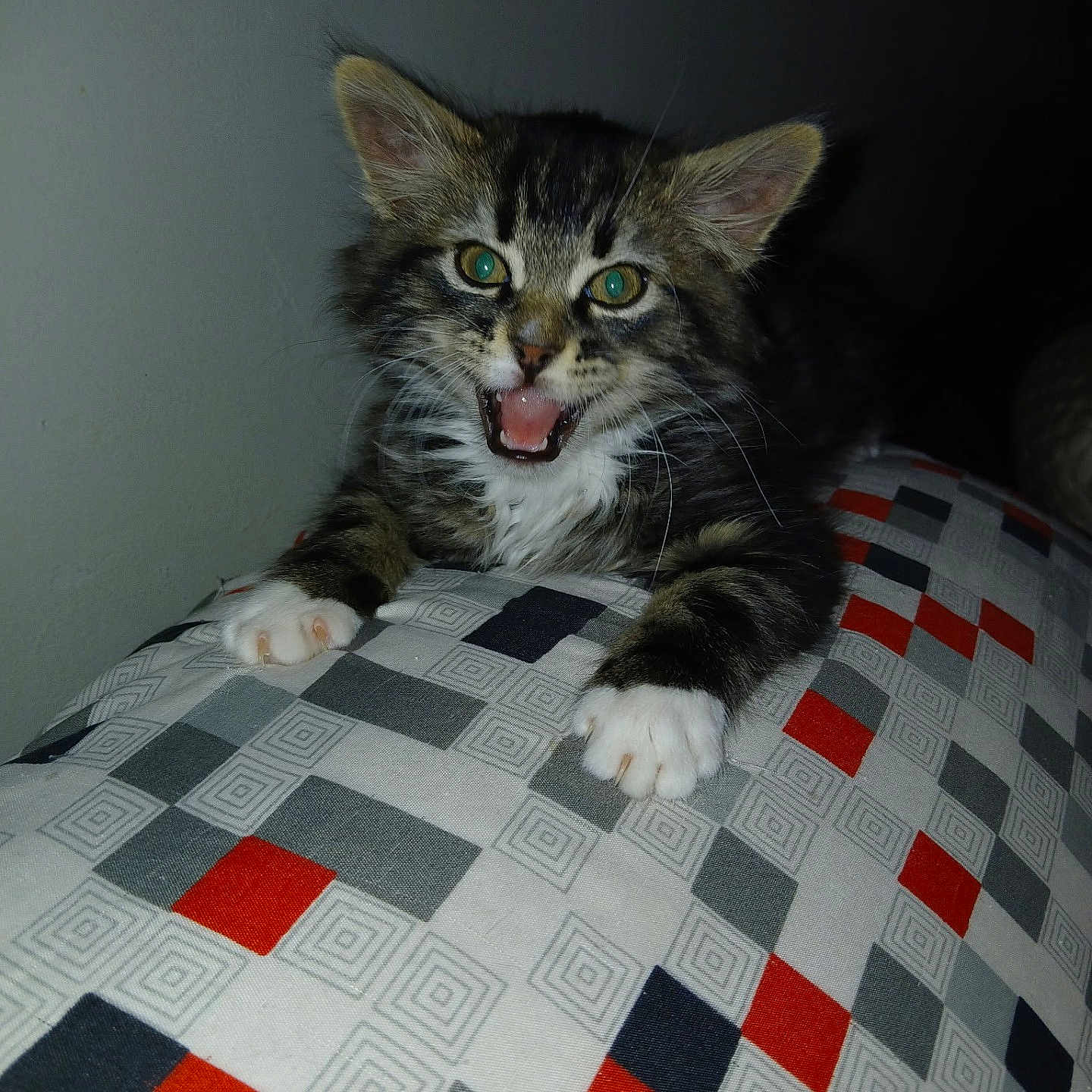 Nimbus is registered to the contest to win money with this photo: animal, cat, claws, closeup, cushion, cute, ears, expressive, feline, fur, indoor, kitten, mouth_open, pattern, paw, pet, resting, tabby, whiskers, young