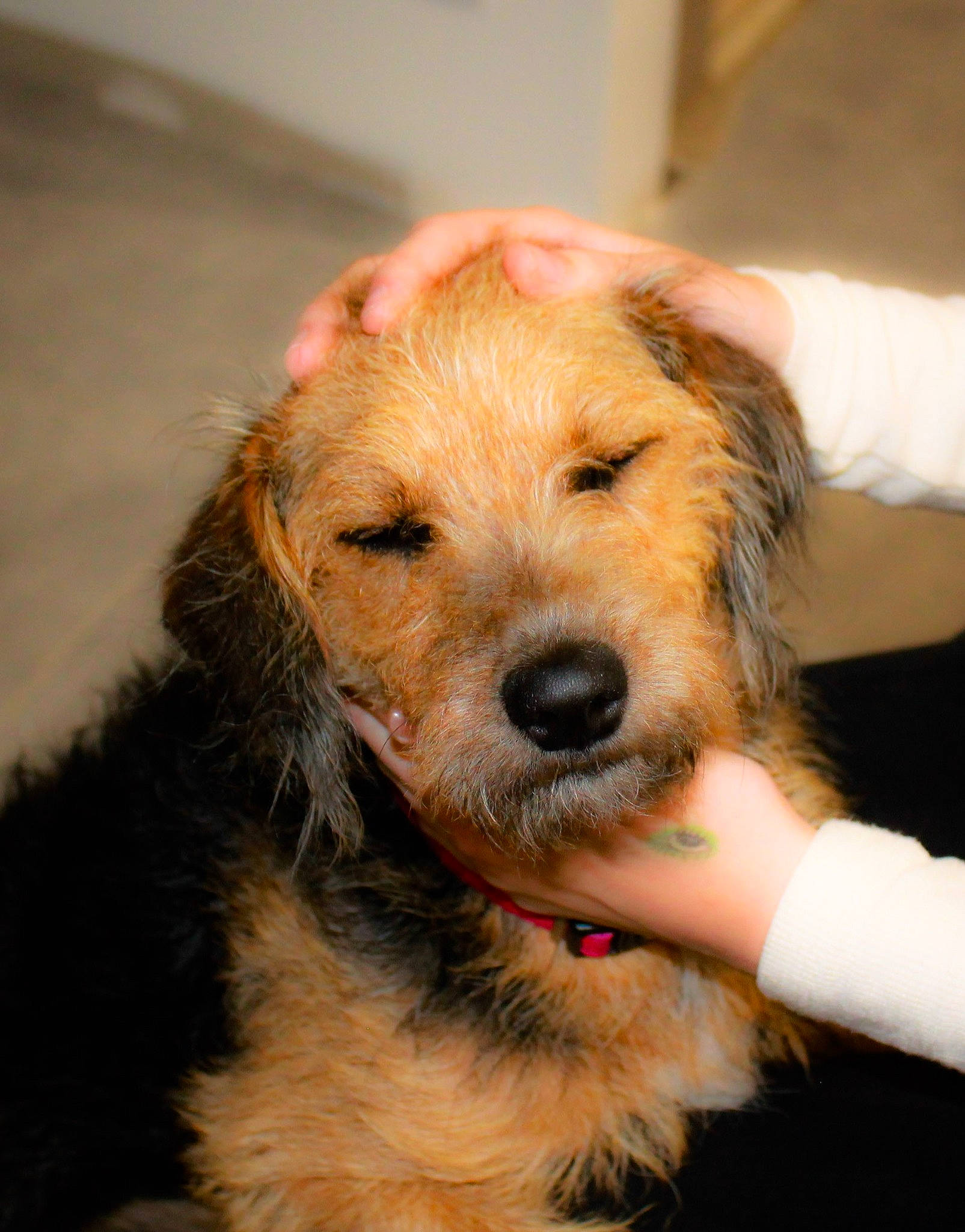 Chelsy a rejoint le concours — aidez-le/la à gagner de superbes lots ! basset_fauve_de_bretagne, bosnian_coarse_haired_hound, canidae, carnivore, companion_dog, dog, dog_breed, dutch_smoushond, mammal, norfolk_terrier, puppy, rare_breed_dog, snout, sporting_group, sporting_lucas_terrier, terrier, vertebrate