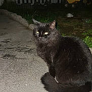 Bart joined the competition — help win amazing prizes! animal, black_cat, cat, concrete, dark, fence, glowing_eyes, grass, mystery, night, outdoor, path, pet, quiet, shadow, sitting, suburban, toy_vehicle, white_picket_fence, yellow_toy