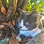 cat, gray_cat, white_cat, animal, pet, outdoor, nature, leaves, tree, roots, sunlight, greenery, relaxing, closeup, whiskers, feline, wildlife, calm, resting, natural_light