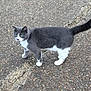 animal, asphalt, cat, closeup, collar, curious, daylight, feline, four_legs, gray_cat, nature, outdoor, pavement, pet, side_view, street, tail, texture, walking, white_cat