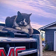 Raz is registered to the contest to win money with this photo: animal, calm, cat, chrome, driveway, evening, feline, fence, gmc_logo, grill, house, nature, outdoor, pet, relaxed, sky, sunset, truck, tuxedo_cat, vehicle