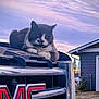 animal, calm, cat, chrome, driveway, evening, feline, fence, gmc_logo, grill, house, nature, outdoor, pet, relaxed, sky, sunset, truck, tuxedo_cat, vehicle