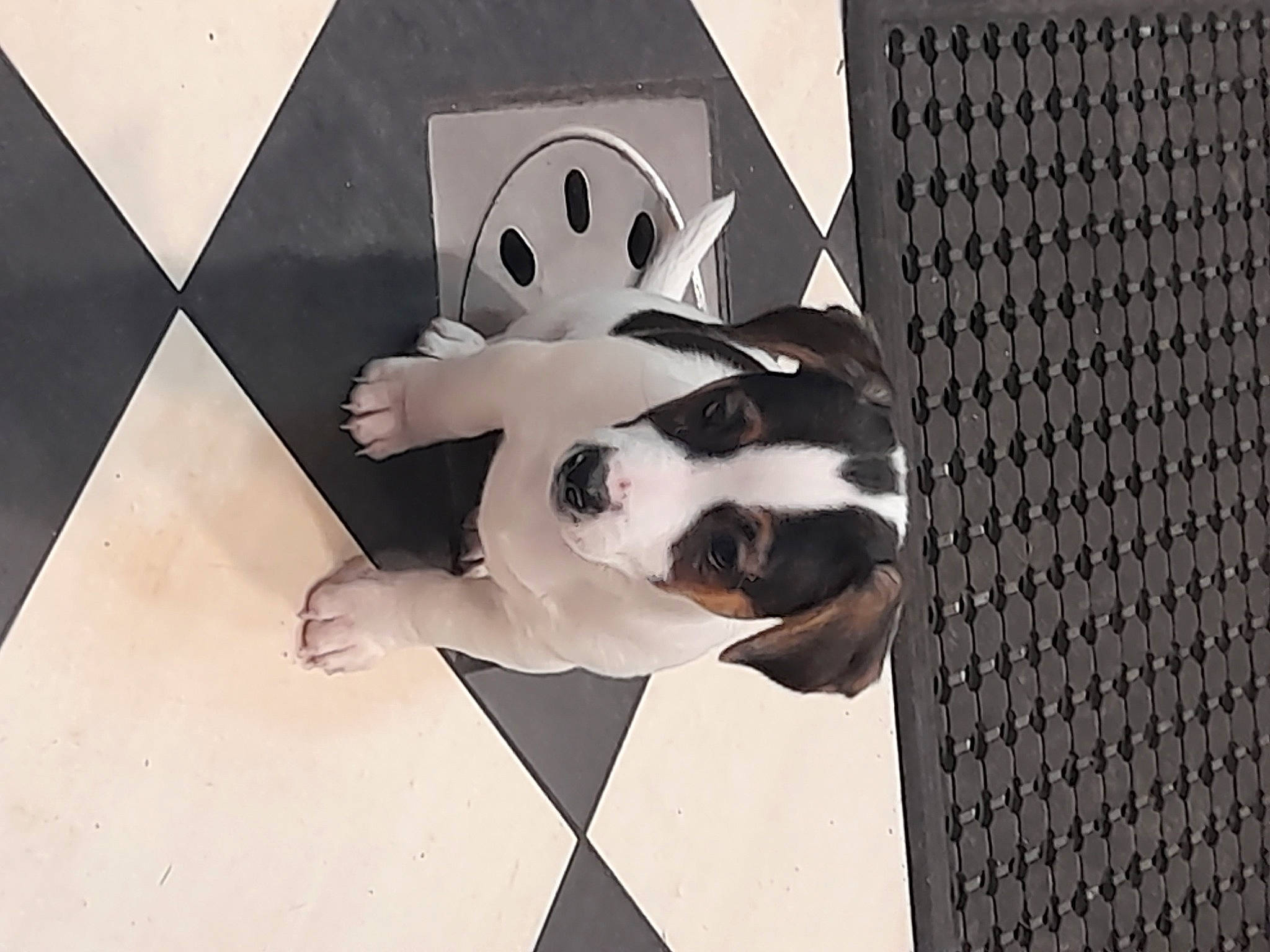 Lilo a rejoint le concours — aidez-le/la à gagner de superbes lots ! art, black_and_white, carmine, eyewear, felidae, fiction, fictional_character, flooring, font, fur, illustration, monochrome, monochrome_photography, paper, pattern, room, tail, visual_arts, whiskers, wood