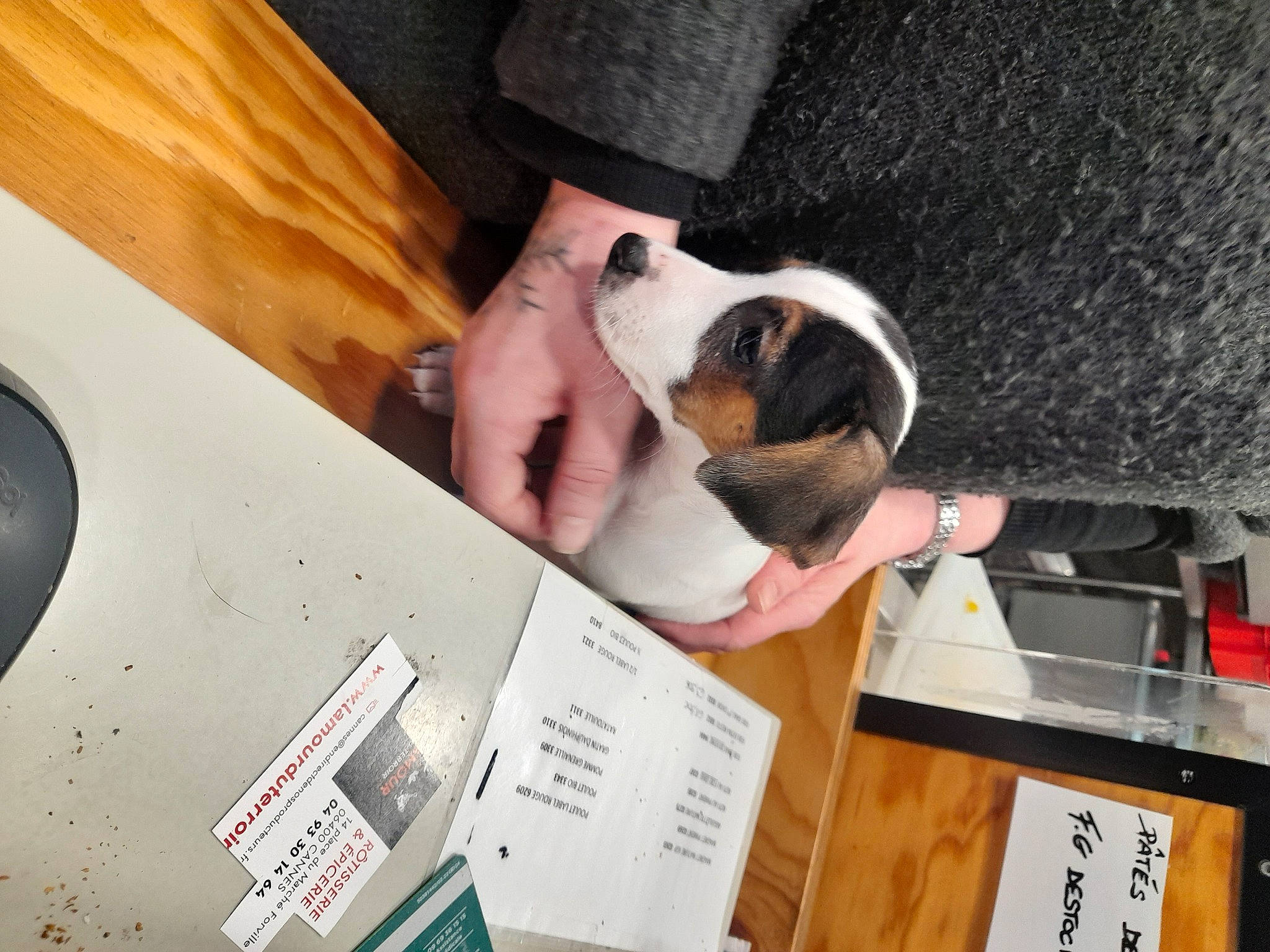 Lilo a rejoint le concours — aidez-le/la à gagner de superbes lots ! carnivore, comfort, companion_dog, dog, dog_breed, finger, flooring, font, gadget, hardwood, job, nail, room, table, wood