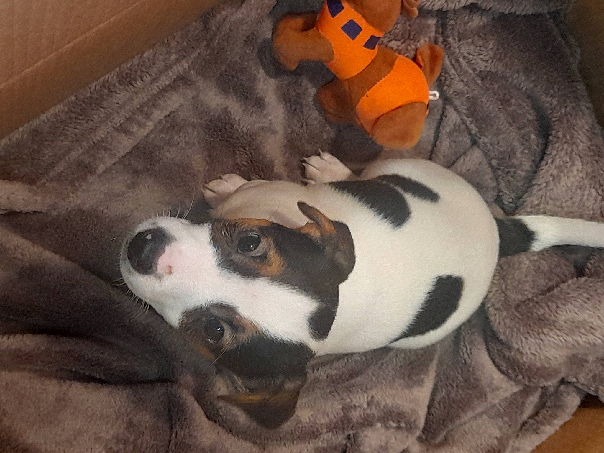 Lilo participe au concours pour gagner de l'argent avec cette photo : beaglier, canidae, carnivore, comfort, companion_dog, dog, dog_breed, dog_supply, fawn, fur, non_sporting_group, paw, pet_supply, snout, sporting_group, tail, terrestrial_animal, toy, whiskers, working_animal