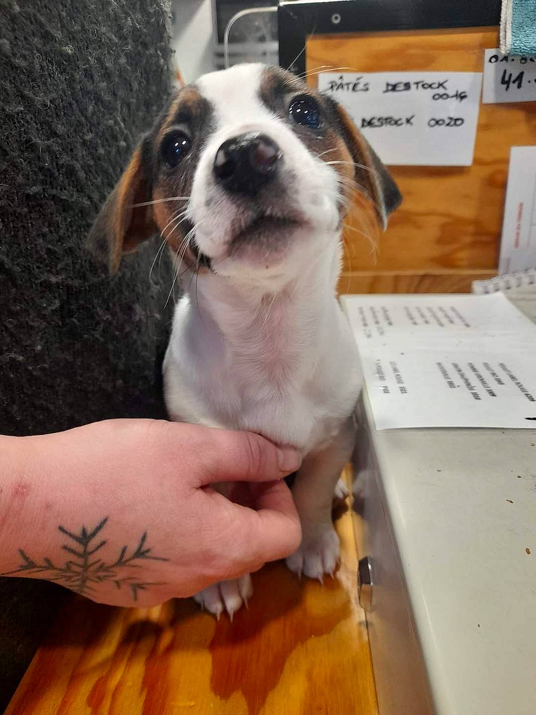 Lilo participe au concours pour gagner de l'argent avec cette photo : box, carnivore, companion_dog, dog, dog_breed, fawn, fur, hand, nail, paw, table, temporary_tattoo, wood, wrist