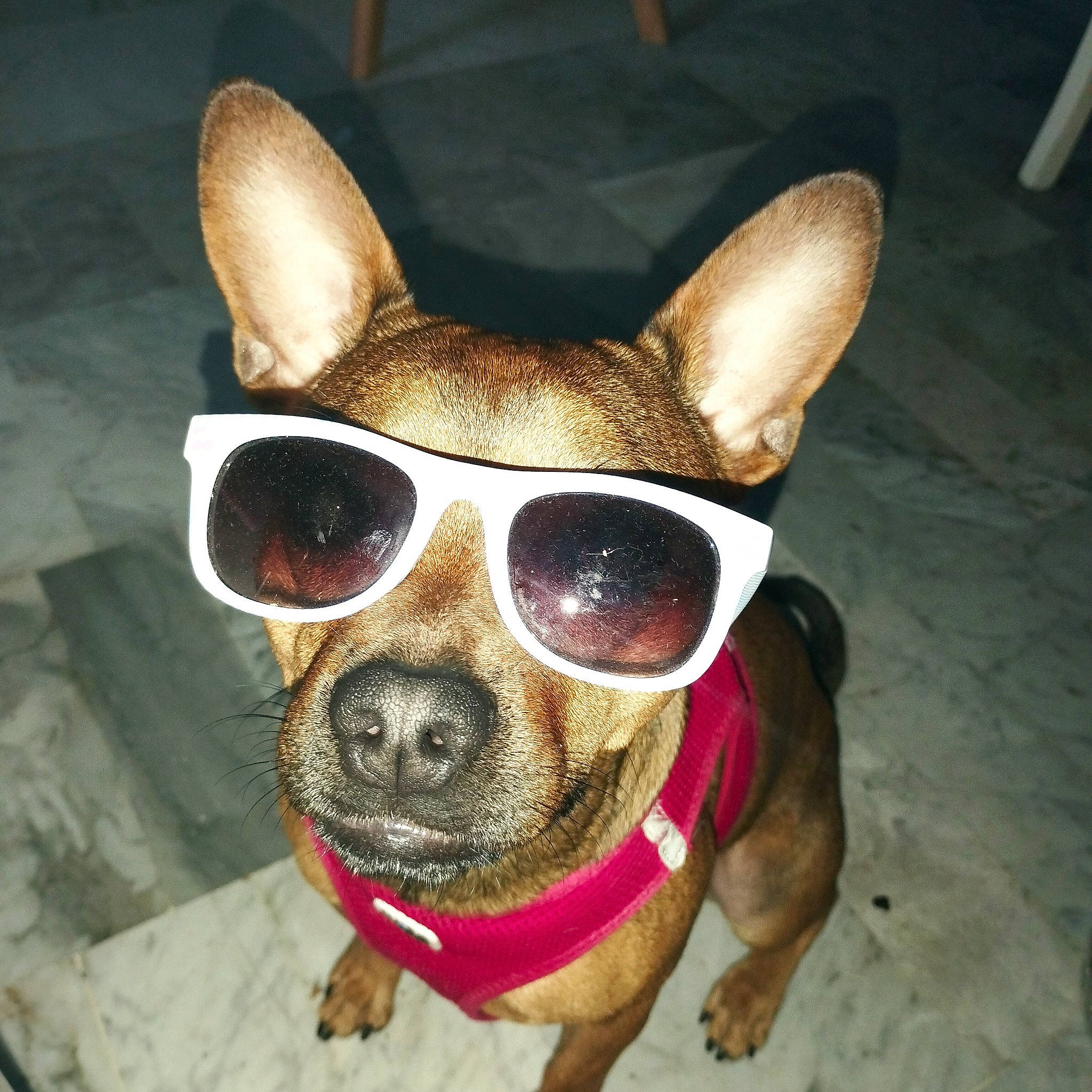 Stitch a rejoint le concours — aidez-le/la à gagner de superbes lots ! carnivore, collar, companion_dog, dog, dog_breed, dog_clothes, dog_supply, ear, eye, eyewear, fawn, glasses, goggles, hat, head, pet_supply, sunglasses, vision_care, whiskers, working_animal