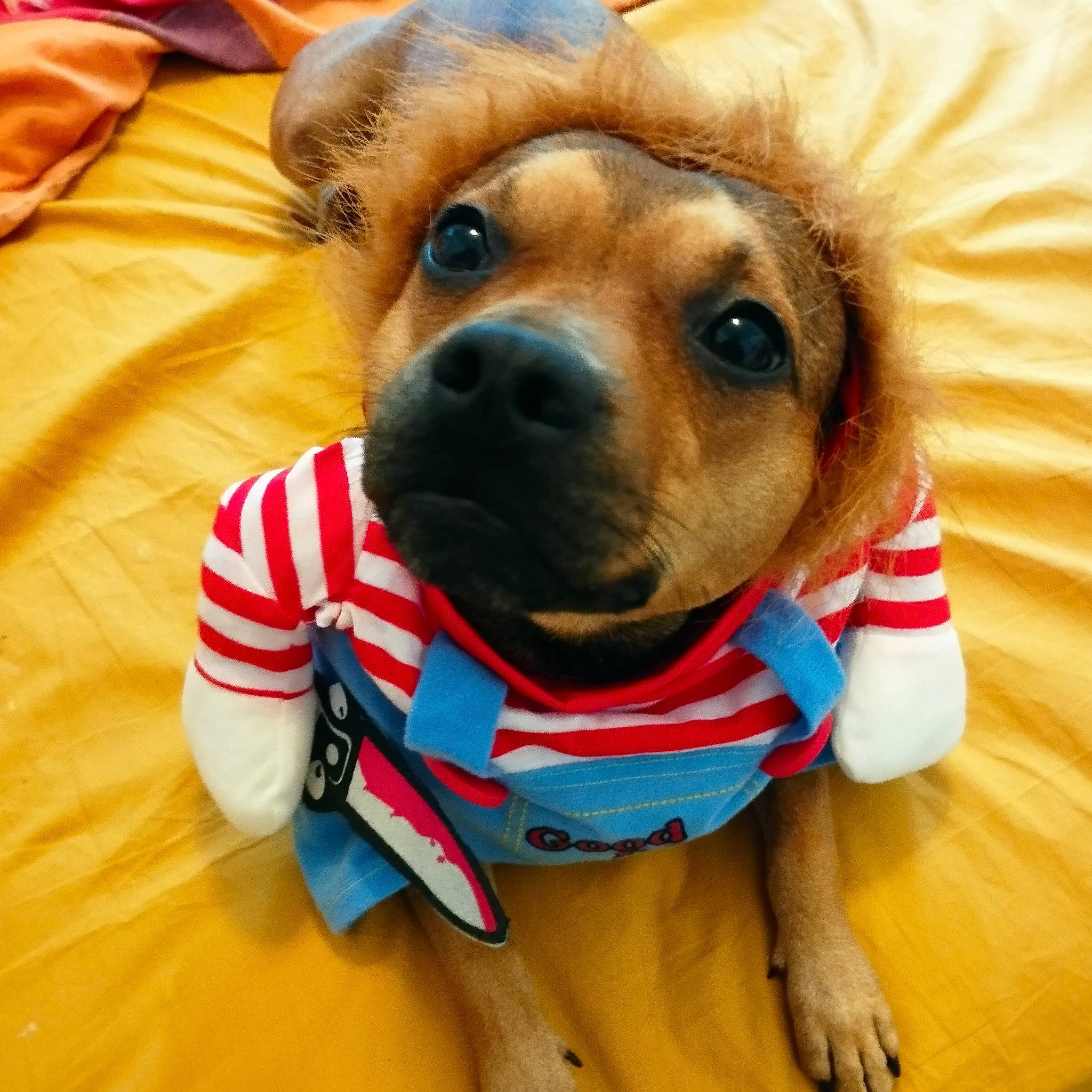 Stitch participe au concours pour gagner de l'argent avec cette photo : canidae, carnivore, collar, companion_dog, dog, dog_breed, dog_clothes, dog_collar, dog_supply, fawn, head, outerwear, personal_protective_equipment, pet_supply, selfie, smile, sporting_group, toy, whiskers, working_animal