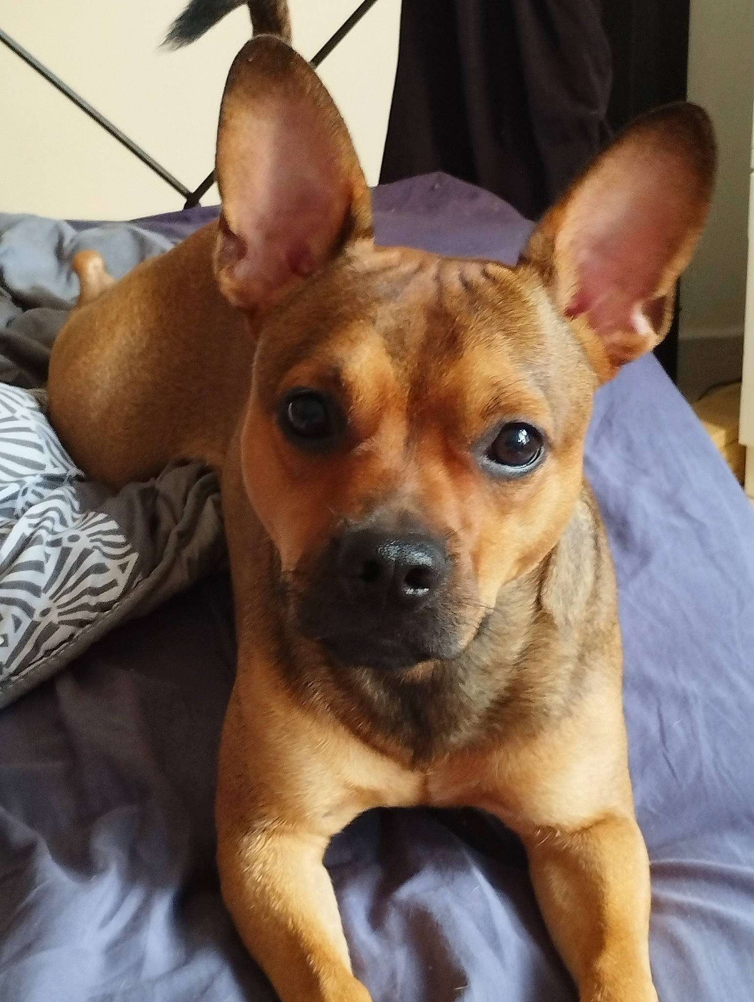 Stitch participe au concours pour gagner de l'argent avec cette photo : ancient_dog_breeds, canidae, carnivore, comfort, companion_dog, dog, dog_breed, dog_sports, ear, eye, fawn, fur, head, jaw, non_sporting_group, snout, sporting_group, toy_dog, whiskers, working_animal