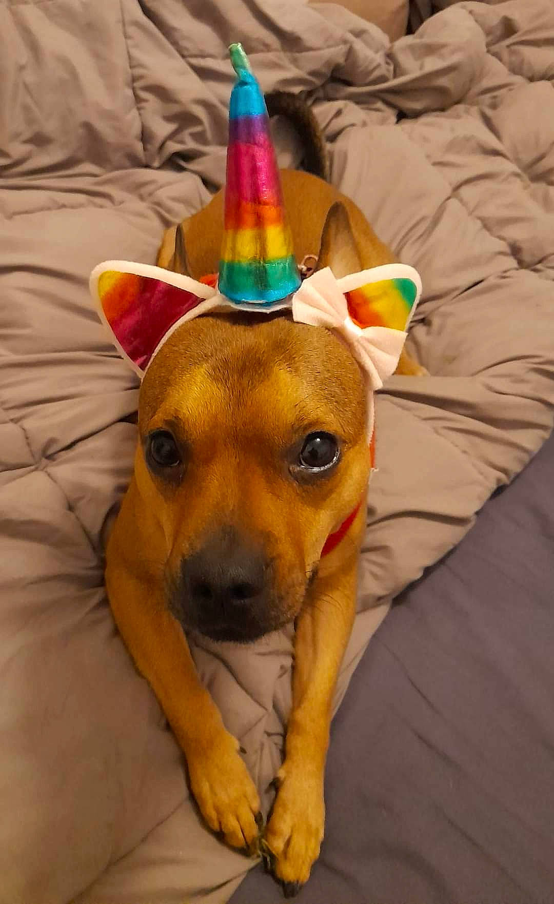 Stitch a rejoint le concours — aidez-le/la à gagner de superbes lots ! carnivore, companion_dog, cone, costume, costume_hat, dog, dog_breed, dog_clothes, dog_supply, event, fashion_accessory, fawn, fur, hat, linens, party_hat, party_supply, sporting_group, whiskers, working_animal