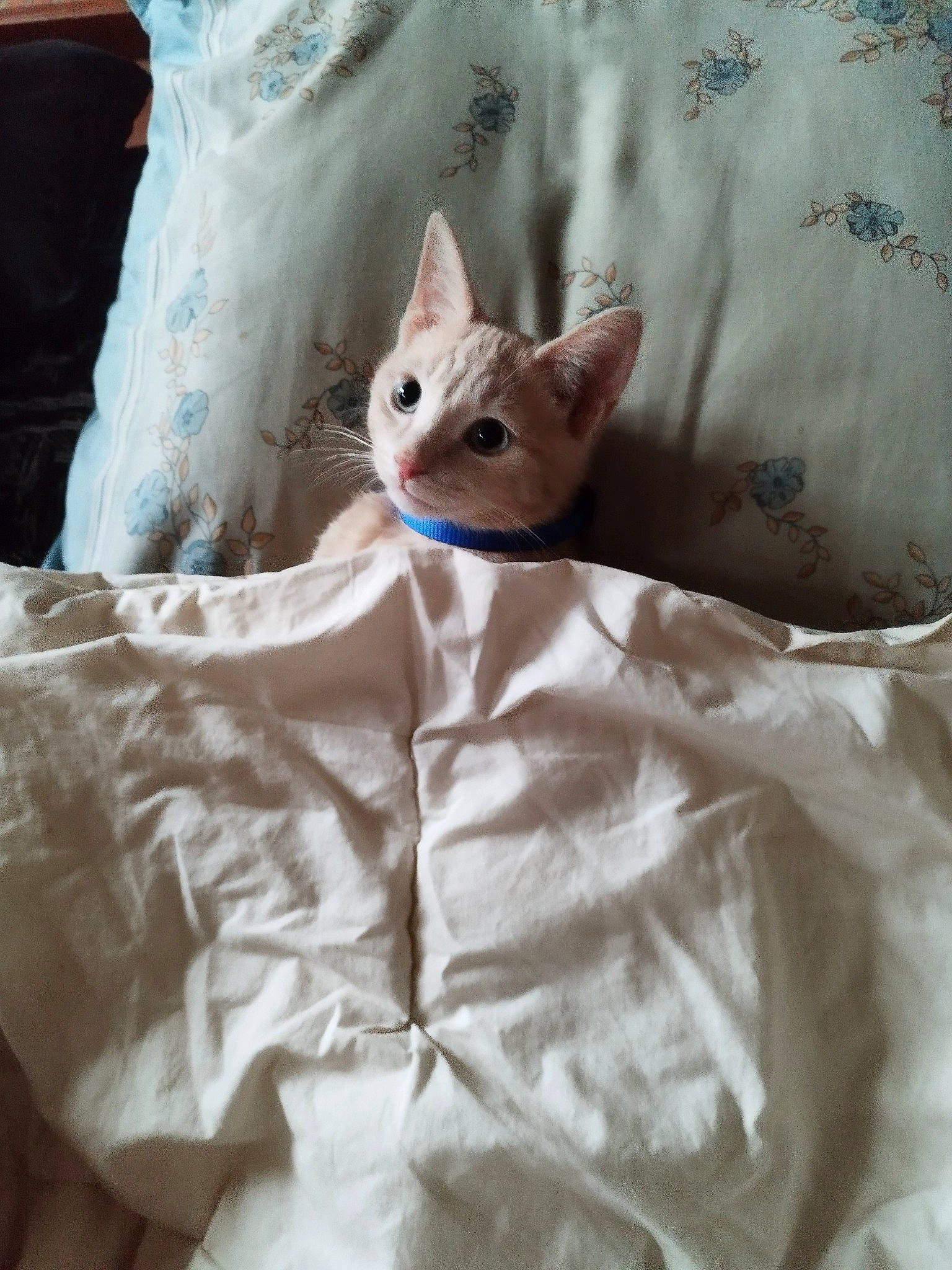 Prince a rejoint le concours — aidez-le/la à gagner de superbes lots ! bed, bed_sheet, bedding, blue, carnivore, cat, comfort, fawn, felidae, linens, pattern, peach, pillow, sleeve, small_to_medium_sized_cats, tail, textile, whiskers, white, wood
