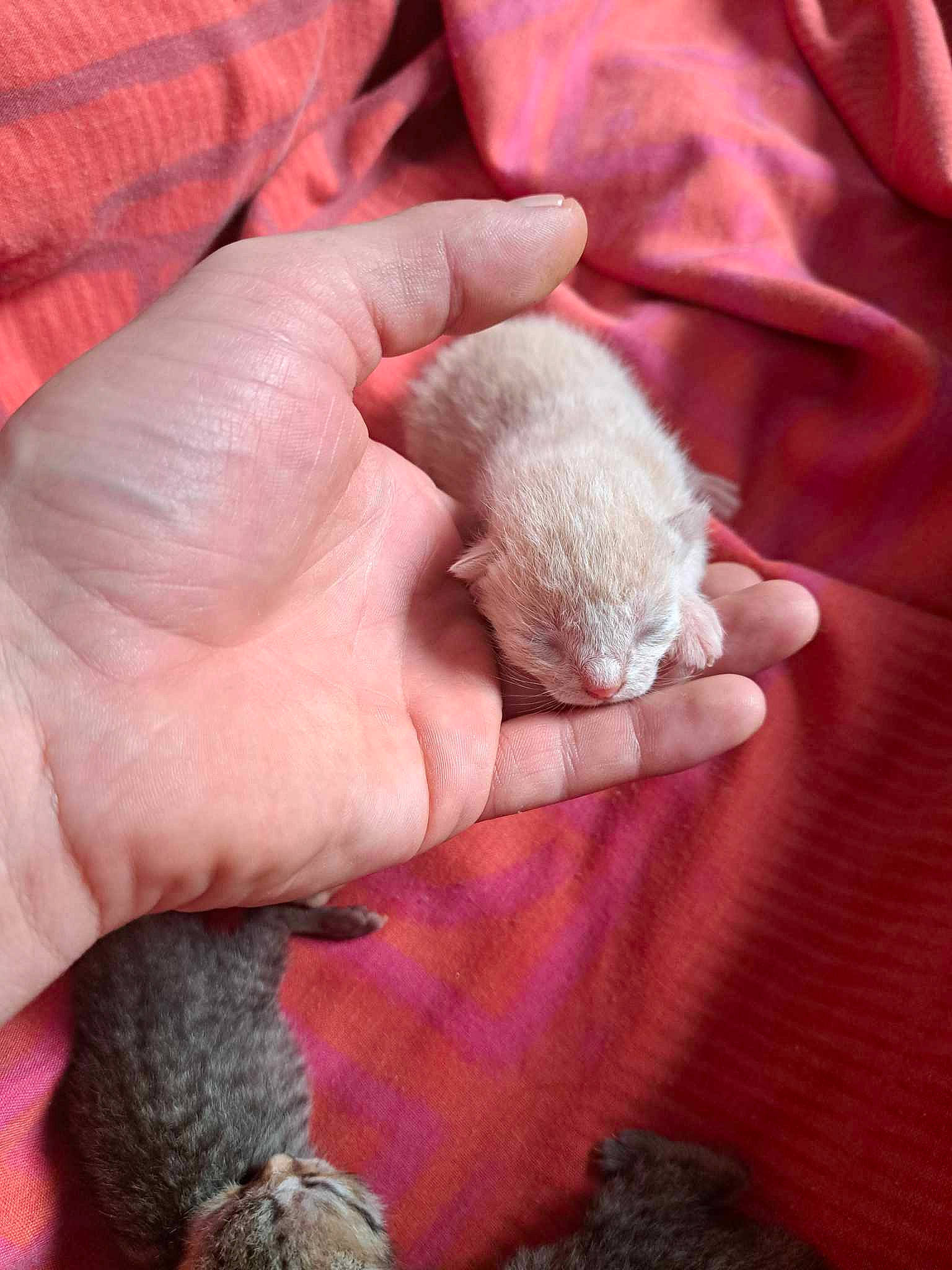 Prince participe au concours pour gagner de l'argent avec cette photo : claw, comfort, fawn, felidae, finger, fur, gesture, hand, nail, paw, skin, small_to_medium_sized_cats, terrestrial_animal, thumb, whiskers, wool, wrinkle