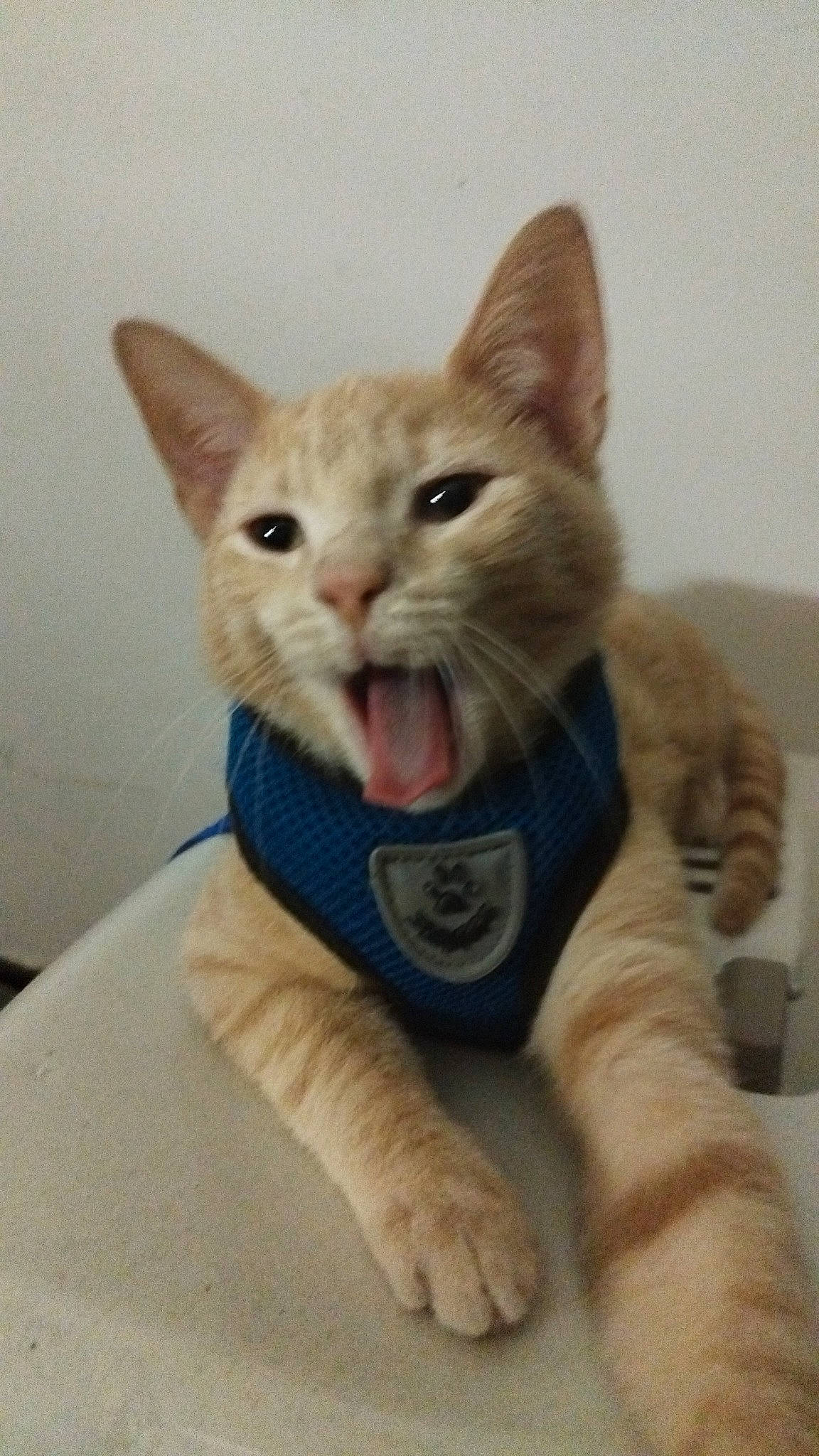 Prince a rejoint le concours — aidez-le/la à gagner de superbes lots ! carnivore, cat, cat_supply, claw, collar, comfort, domestic_short_haired_cat, ear, fawn, felidae, fur, gesture, jaw, paw, sitting, small_to_medium_sized_cats, snout, tail, terrestrial_animal, whiskers