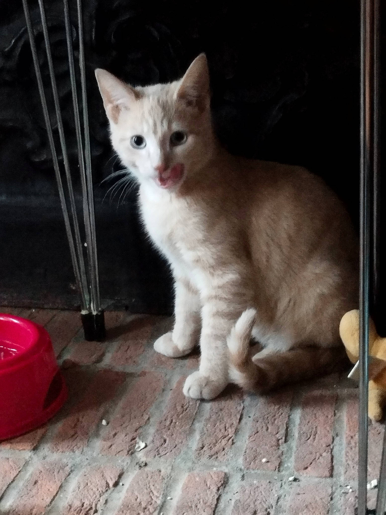 Prince participe au concours pour gagner de l'argent avec cette photo : carnivore, cat, claw, domestic_short_haired_cat, fawn, felidae, flooring, fur, hardwood, paw, photo_caption, sitting, small_to_medium_sized_cats, snout, tail, terrestrial_animal, whiskers, wood