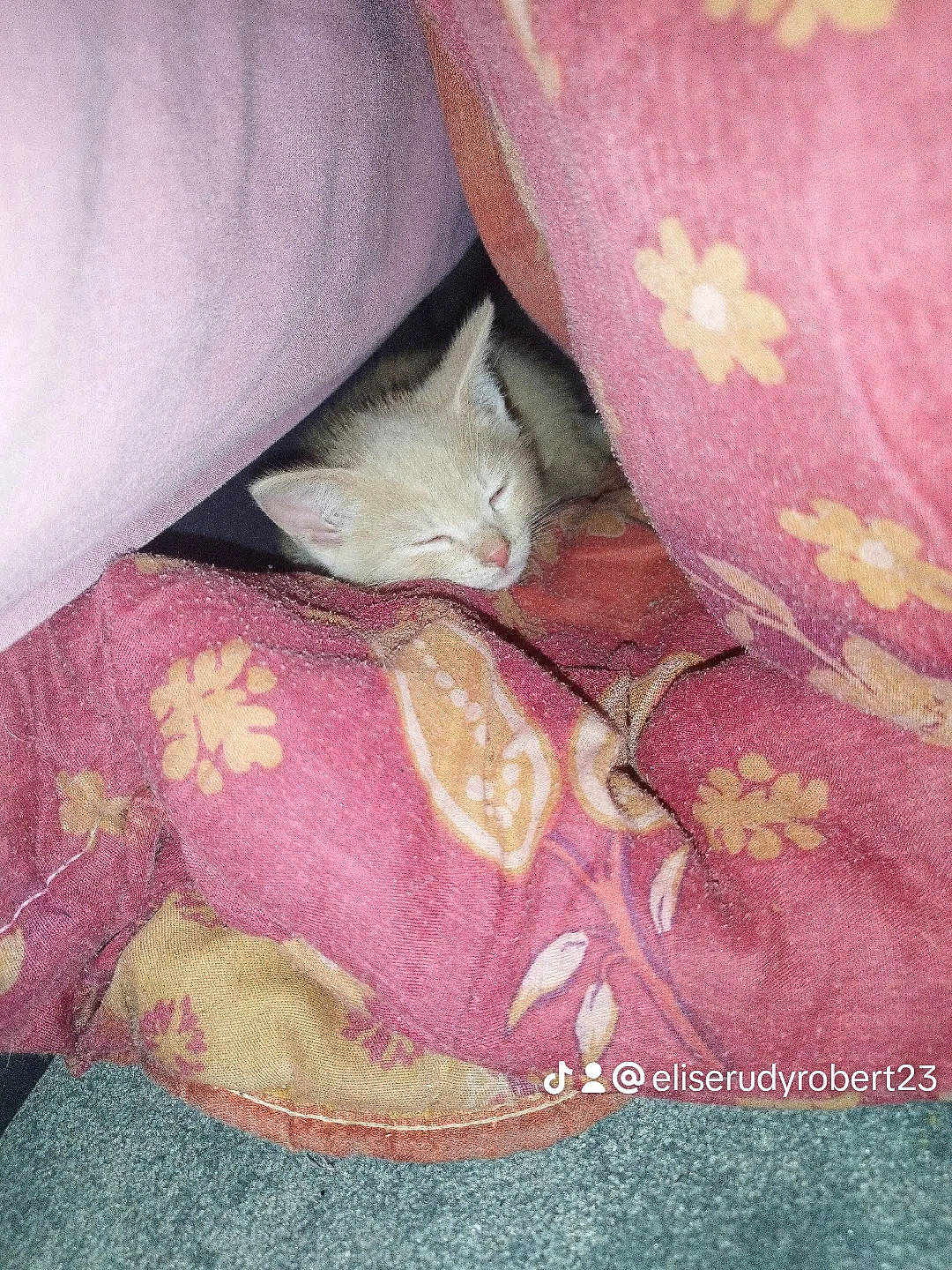 Prince participe au concours pour gagner de l'argent avec cette photo : bed, bed_sheet, bedding, carnivore, cat, close_up, comfort, felidae, fur, grey, linens, magenta, pattern, petal, pink, room, small_to_medium_sized_cats, textile, tints_and_shades, whiskers